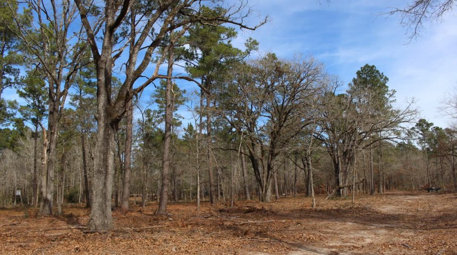 Singleton Forest Jacobs Properties Texas Land, Ranches, Farms